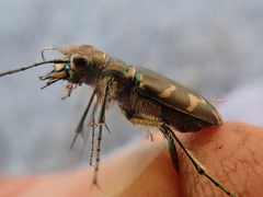 Cicindela tranquebarica vibex