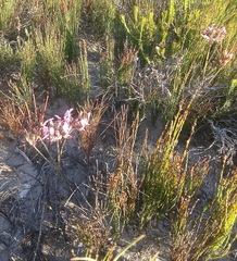 Pelargonium dipetalum