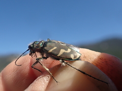 Cicindela tranquebarica vibex