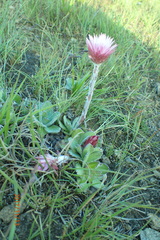 Helichrysum ecklonis