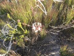 Pelargonium dipetalum