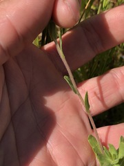 Layia chrysanthemoides