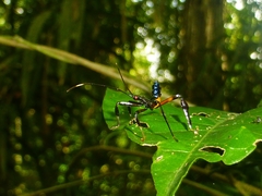 Acanthocephalini