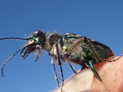 Cicindela tranquebarica vibex