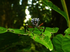 Acanthocephalini