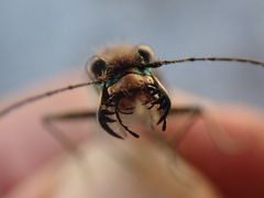 Cicindela tranquebarica vibex