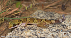 Sam Roi Yot Bent-Toed Gecko photo 1