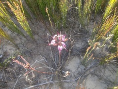 Pelargonium dipetalum