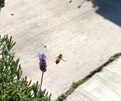 Apis mellifera