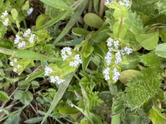 Valerianella turgida