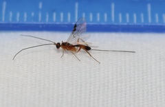 Orgilinae