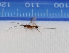 Orgilinae