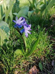 Hyacinthus