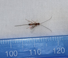 Orgilinae