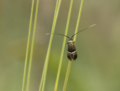Adela paludicolella