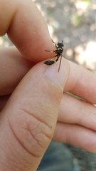 Eosalpingogaster