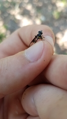 Eosalpingogaster