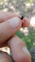 Eosalpingogaster