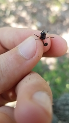 Eosalpingogaster