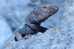 Gallotia galloti galloti