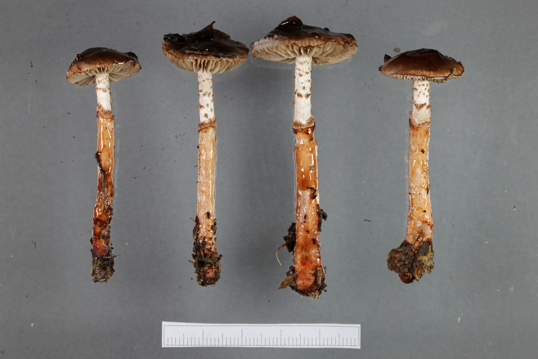 Cortinarius indolicus image