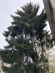 Picea