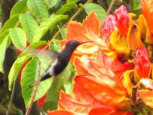 Florisuga fusca