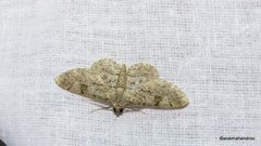 Lepidoptera