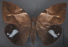 Lapaeumides ctesiphon