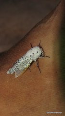 Zeuzera multistrigata