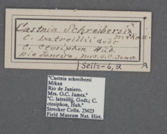 Lapaeumides ctesiphon