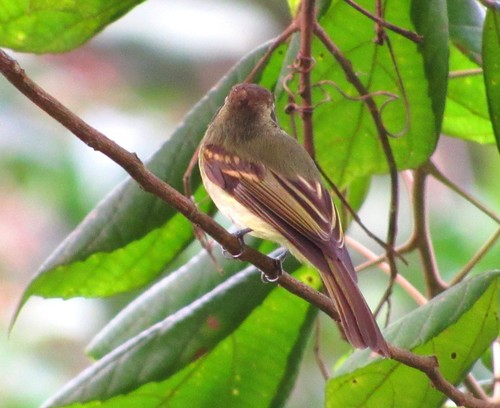 Leptopogon amaurocephalus