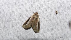 Lophoptera