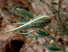 Gomphocarpus sinaicus