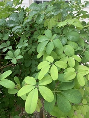 Akebia