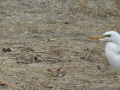 Ardea alba