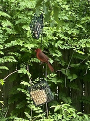 Cardinalis cardinalis