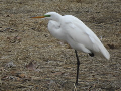 Ardea alba
