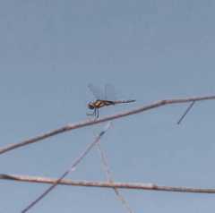 Tramea cophysa