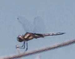 Tramea cophysa