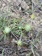 Ceratocephala testiculata