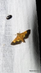 Syngamia latimarginalis