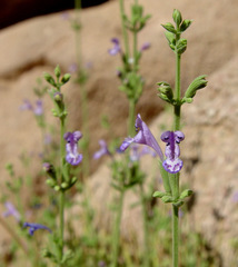 Nepeta septemcrenata