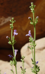 Nepeta septemcrenata