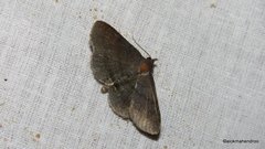 Mecodina