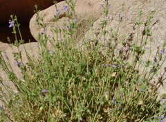 Nepeta septemcrenata
