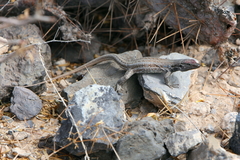 Gallotia galloti galloti