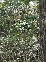 Hylocichla mustelina