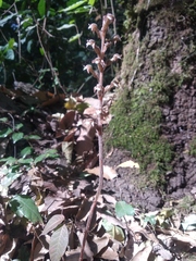 Sarcoglottis schaffneri