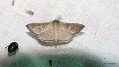 Banisia